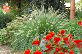 The Growing Need for Landscape Grass: Benefits and Beyond
