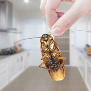 Top Cockroach Pest Control Tips: Get Rid Of Roaches Fast