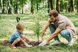 Easy Tree Care Tips For Homeowners