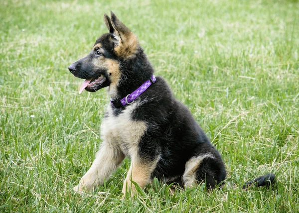 Top Tips For Well-Trained German Shepherds